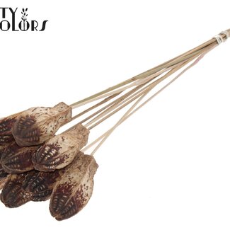 QC Mahogany Seed Pod on Stick | Colour: Natural Brown | Swietenia Mahogany Dried Fruit Stick | Stick Length ± 50 centimetres | 10 sticks per bunch