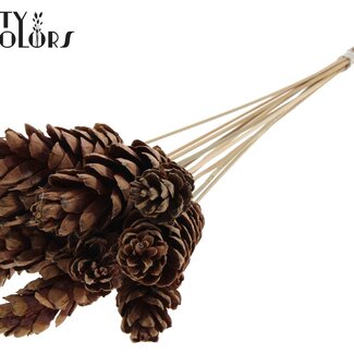 QC Strobus Pine Cone on Stick | Colour: Natural Brown | Pine Cone Insert | Diameter 10 - 15 centimetres | Length ± 50 centimetres | 10 inserts per bunch