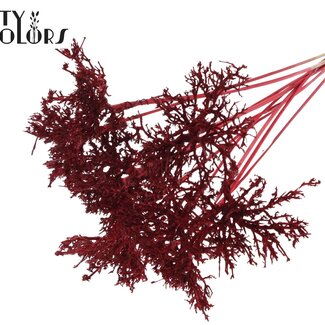 QC Dry Tree op stok | Kleur: Rood | Boeket Bijsteker | Lengte bijsteker ± 50 centimeter | 10 bijstekers per bos