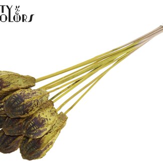 QC Mahogany Seed Pod on Stick | Colour: Yellow | Swietenia Mahagoni Dried Fruits Pick | Pick Length ± 50 centimetres | 10 picks per bunch