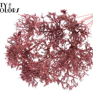 QC Dry Tree on stick | Colour: Light Pink | Bouquet Stick | Stick length ± 50 centimetres | 10 sticks per bunch