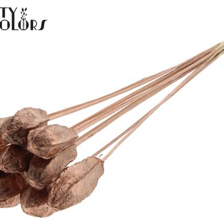 QC Gousse de graines de Mahonie sur tige | Couleur : Cuivré | Fruits secs de Swietenia Mahagoni sur tige | Longueur de la tige ± 50 centimètres | 10 tiges par bouquet