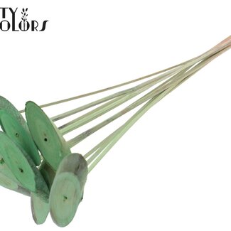 QC Oval Wooden Disc on Stick | Colour: Frosted Mint Green | Wooden Disc Insert | Diameter 5 - 7 centimetres | Length ± 50 centimetres | 10 inserts per bunch