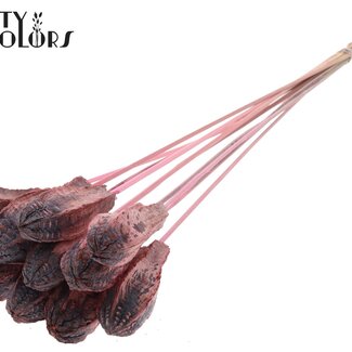 QC Mahonie Zaadpeul op stok | Kleur: Frosted Lichtroze | Swietenia Mahagoni Droogvruchten Bijsteker | Lengte bijsteker ± 50 centimeter | 10 bijstekers per bos