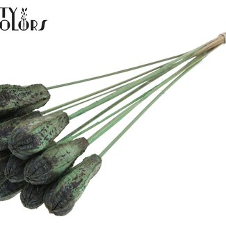 QC Mahogany Seed Pod on Stick | Colour: Frosted Mint Green | Swietenia Mahogany Dried Fruit Stick | Stick Length ± 50 centimetres | 10 sticks per bunch