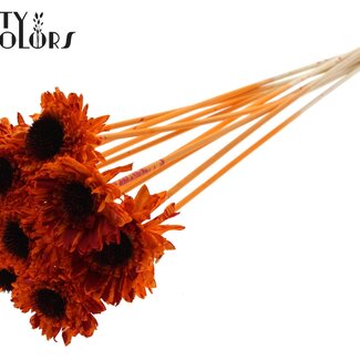 QC Shola Houten Madelief Zonnebloem sur tige | Couleur : Multicolore Moucheté Orange Rouge | Shola Daisy Tournesol Piquet décoratif | Diamètre de la fleur 6 centimètres | Longueur du piquet décoratif ± 50 centimètres | 10 piquets décoratifs par bouquet
