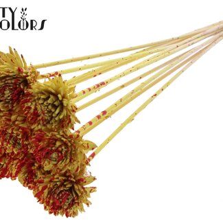 QC Shola Holz Zinnia auf Stiel | Farbe: Gesprenkelt Gelb Rot | Shola Zinnia Dekostecker | Durchmesser Blume 6 Zentimeter | Länge Dekostecker ± 50 Zentimeter | 10 Dekostecker pro Bund