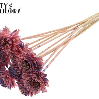 QC Shola Houten Zinnia auf Stiel | Farbe: Gesprenkelt Rosa Milkalila | Shola Zinnia Blumenstecker | Durchmesser Blume 6 Zentimeter | Länge Blumenstecker ± 50 Zentimeter | 10 Blumenstecker pro Bund