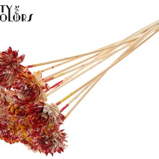 QC Shola Houten Zinnia on stick | Colour: Multicoloured Red Yellow | Shola Zinnia Flower Stick | Flower diameter 6 centimetres | Stick length ± 50 centimetres | 10 sticks per bunch
