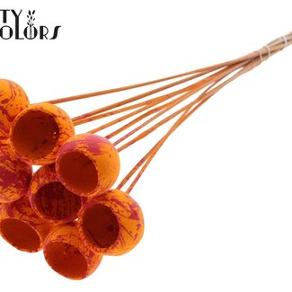 QC Bellgums séchées | Couleur : Orange Rouge Moucheté | Bell Cup Pique-fleurs | Longueur ± 50 centimètres | 10 piques-fleurs par bouquet