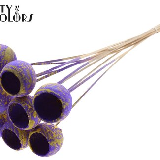 QC Dried Bellgums | Colour: Speckled Purple Yellow | Bell Cup Picks | Length ± 50 centimetres | 10 picks per bunch