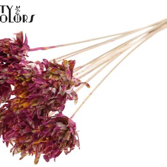 QC Shola Dennenhouten Fleur sur tige | Couleur : Multicolore Cerise Jaune | Shola Slice Pine Piquet décoratif | Diamètre de la fleur 6 centimètres | Longueur ± 50 centimètres | 10 piquets décoratifs par bouquet