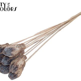 QC Mahonie Zaadpeul op stok | Kleur: Frosted Wit | Swietenia Mahagoni Droogvruchten Bijsteker | Lengte bijsteker ± 50 centimeter | 10 bijstekers per bos