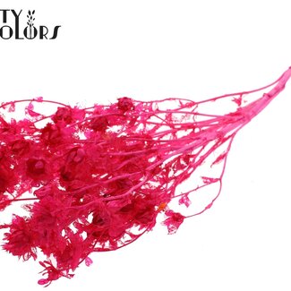 QC Dried Carthamus | Colour: Intense Cherry Red | Safflower or Bidens Dried Flowers | Length ± 70 centimetres | Per bunch