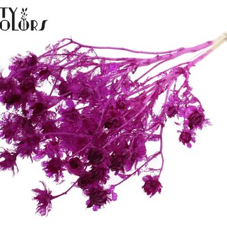QC Carthamus séché | Couleur : Lilas intense | Fleurs séchées de carthame ou bidens | Longueur ± 70 centimètres | Par bouquet