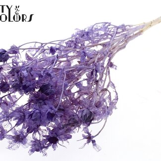 QC Dried Carthamus | Colour: Intense Frosted Milk Purple | Safflower or Bidens Dried Flowers | Length ± 70 centimetres | Per bunch