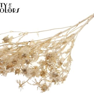 QC Gedroogde Carthamus | Kleur: Intens Frosted Wit | Saffloer of Bidens Droogbloemen | Lengte ± 70 centimeter | Per bos