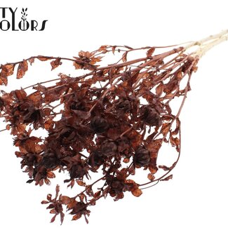 QC Gedroogde Carthamus | Kleur: Intens Bruin | Saffloer of Bidens Droogbloemen | Lengte ± 70 centimeter | Per bos