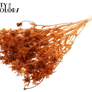 QC Carthamus séché | Couleur : Terracotta intense | Fleurs séchées de carthame ou bidens | Longueur ± 70 centimètres | Par bouquet