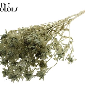 QC Gedroogde Carthamus | Kleur: Intens Olijfgroen | Saffloer of Bidens Droogbloemen | Lengte ± 70 centimeter | Per bos