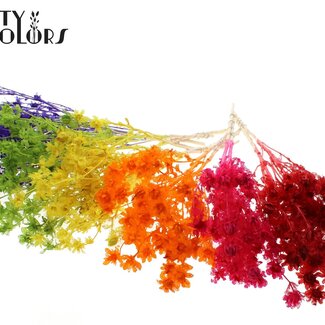 QC Dried Carthamus | Colour: Intense Mixed Colours | Safflower or Bidens Dried Flowers | Length ± 70 centimetres | Per bunch