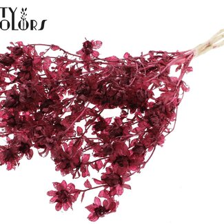 QC Gedroogde Carthamus | Kleur: Intens Bordeauxrood | Saffloer of Bidens Droogbloemen | Lengte ± 70 centimeter | Per bos