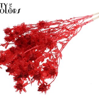 QC Gedroogde Carthamus | Kleur: Intens Rood | Saffloer of Bidens Droogbloemen | Lengte ± 70 centimeter | Per bos