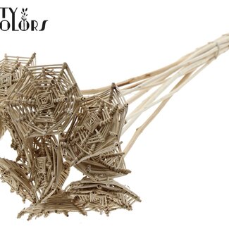 QC Rattan Lata horizontal Spiderweb on stick | Colour: Natural Brown | Lata Spiderweb flat Plant Stick | Length ± 50 centimetres | 10 plant sticks per bunch