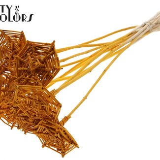 QC Rotan Lata horizontaal Spinnenweb op stok | Kleur: Abrikooskleurig | Lata Spiderweb platte Bijsteker | Lengte ± 50 centimeter | 10 bijstekers per bos