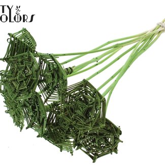 QC Rattan Lata horizontal Spiderweb on stick | Colour: Light green | Lata Spiderweb flat Plant Stake | Length ± 50 centimetres | 10 stakes per bunch