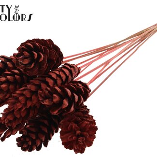 QC Strobus Dennenappel op stok | Kleur: Koraalkleurig | Dennenappel Bijsteker | Diameter 10 - 15 centimeter | Lengte ± 50 centimeter | 10 bijstekers per bos