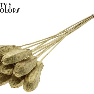 QC Mahonie Zaadpeul op stok | Kleur: Goudkleurig | Swietenia Mahagoni Droogvruchten Bijsteker | Lengte bijsteker ± 50 centimeter | 10 bijstekers per bos