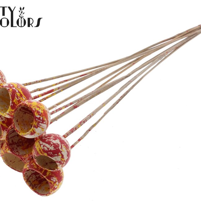 Bellgums séchées | Couleur : Multicolore Rouge Jaune | Bell Cup Pique-fleurs | Longueur ± 50 centimètres | 10 piques-fleurs par bouquet