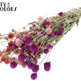 QC Dried Globe Amaranth | Colour: Mixed Colours | Gomphrena Dried Flowers | Length ± 55 centimetres | Weight 100 grams | Per bunch