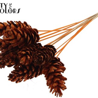 QC Strobus Pine Cone on Stick | Colour: Orange | Pine Cone Pick | Diameter 10 - 15 centimetres | Length ± 50 centimetres | 10 picks per bunch