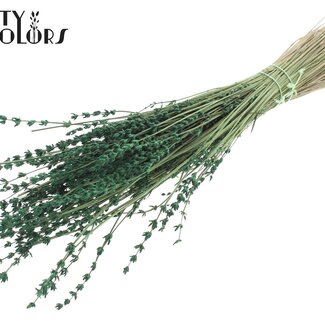 QC Dried Lavender | Colour: Green | Lavender Dried Flowers | Length ± 50 centimetres | Per bunch