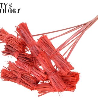 QC Lady Bouquet sur tige | Couleur : Corail | Lady Posy Piquet | Longueur ± 50 centimètres | 10 piquets par bouquet