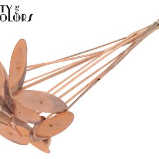 QC Oval Wooden Disc on Stick | Colour: Frosted Salmon | Wooden Disc Insert | Diameter 5 - 7 centimetres | Length ± 50 centimetres | 10 inserts per bunch