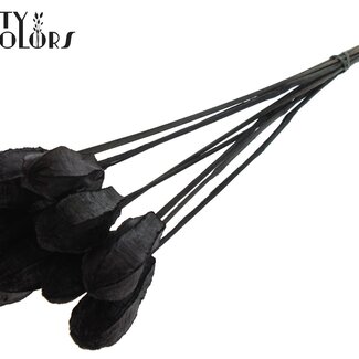 QC Mahogany Seed Pod on Stick | Colour: Black | Swietenia Mahagoni Dried Fruit Stick | Stick Length ± 50 centimetres | 10 sticks per bunch