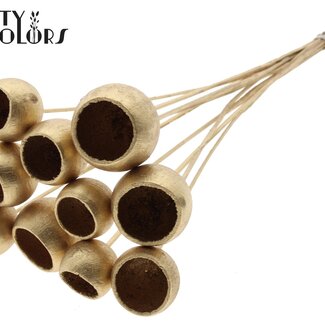 QC Dried Bellgums | Colour: Antique Gold | Bell Cup Pick | Length ± 50 centimetres | 10 picks per bunch