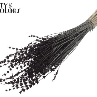 QC Lavande Séchée | Couleur : Noir | Fleurs Séchées de Lavande | Longueur ± 50 centimètres | Par bouquet