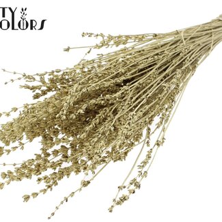 QC Dried Lavender | Colour: Golden | Lavender Dried Flowers | Length ± 50 centimetres | Per bunch