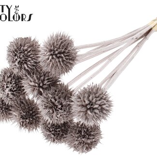 QC Lion's Tail on Stem | Colour: Champagne | Leonotis Leonurus Insert | Length ± 50 centimetres | 10 inserts per bunch