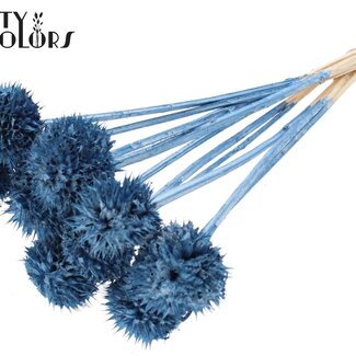 QC Leeuwenstaart op steel | Kleur: Metallic Blauw | Leonotis Leonurus Bijsteker | Lengte ± 50 centimeter | 10 bijstekers per bos