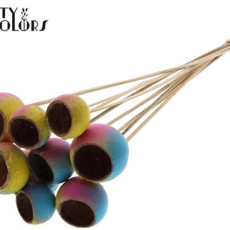 QC Gedroogde Bellgums “Ibiza” | Kleur: Gemengde Kleuren | Bell Cup Bijsteker | Lengte ± 50 centimeter | 10 bijstekers per bos