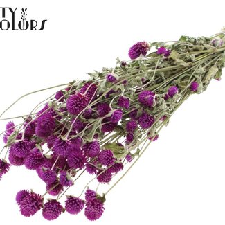QC Amarante Globe Séchée | Couleur : Naturel Violet | Fleurs Séchées Gomphrena | Longueur ± 55 centimètres | Poids 100 grammes | Par bouquet