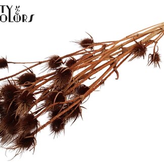 QC Gebleekte Gedroogde Distels | Kleur: Bruin | Cardistella Droogbloemen | Lengte ± 70 centimeter | 5 takken per bos
