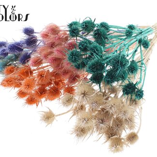 QC Gedroogde Distels | Kleur: Pearl Mix | Cardistella Droogbloemen | Lengte ± 55 centimeter | 10 takken per bos