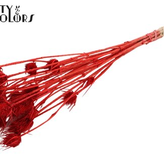 QC Chardons Séchés Blanchis | Couleur : Rouge | Cardistella Fleurs Séchées | Longueur ± 55 centimètres | 10 tiges par bouquet