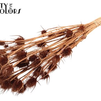 QC Chardons Séchés Blanchis | Couleur : Marron | Cardistella Fleurs Séchées | Longueur ± 55 centimètres | 10 tiges par bouquet
